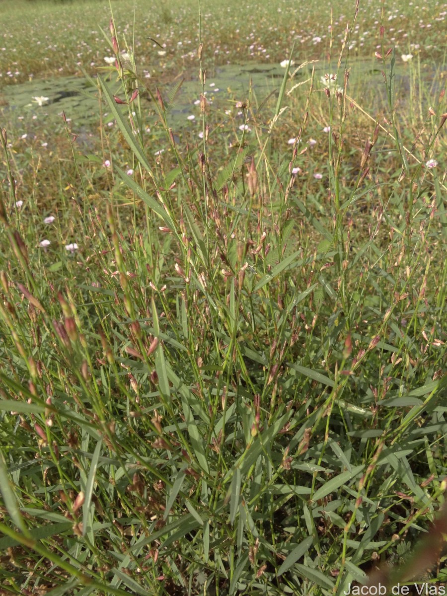 Alysicarpus bupleurifolius (L.) DC.